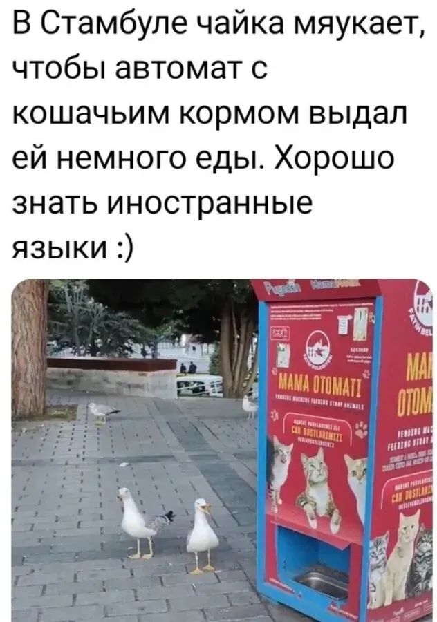 В Стамбуле чайка мяукает, чтобы автомат с кошачьим кормом выдал ей немного еды. Хорошо знать иностранные языки :)