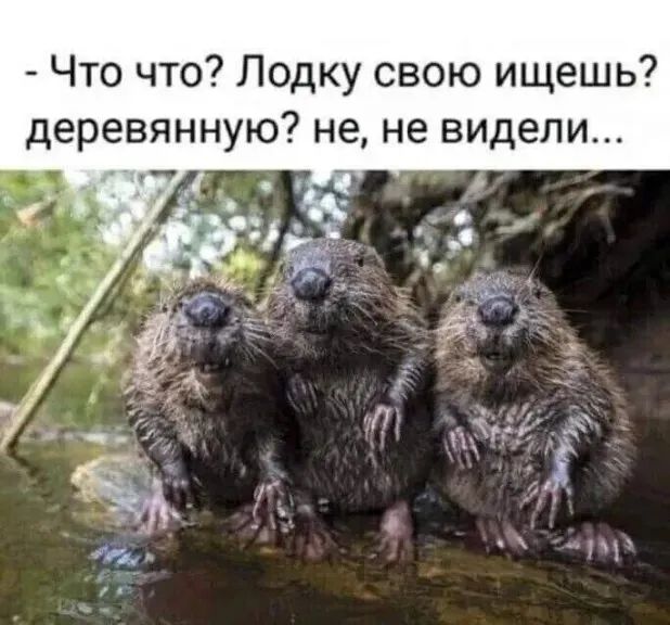 - Что что? Лодку свою ищешь? деревянную? нет, не видели...