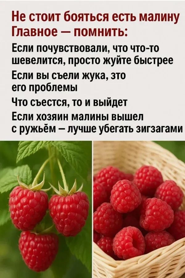 Не стоит бояться есть малину
Главное — помнить:
Если почувствовали, что что-то шевелится, просто живите быстрее
Если вы съели жука, это его проблемы
Что съедается, то и выйдет
Если хозяин малины вышел с ружьём — лучше убегать зигзагами