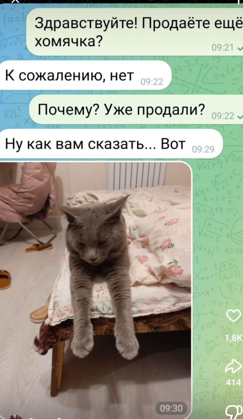 Здравствуйте! Продаёте ещё хомячка?
К сожалению, нет
Почему? Уже продали?
Ну как вам сказать... Вот