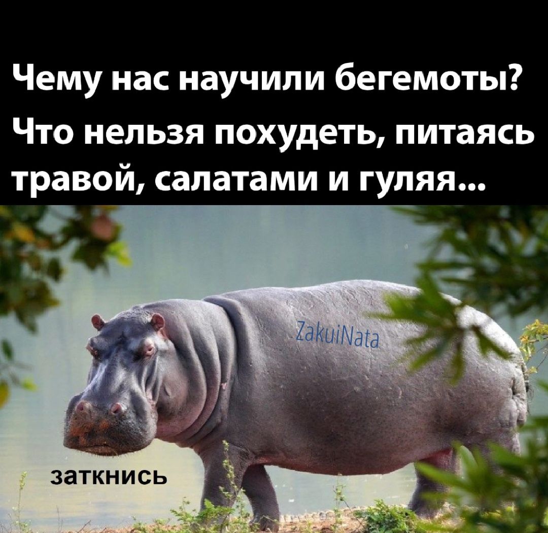 Чему нас научили бегемоты? Что нельзя похудеть, питаясь травой, салатами и гуляя... Заткнись