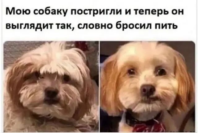 Мою собаку постригли и теперь он выглядит так, словно бросил пить.