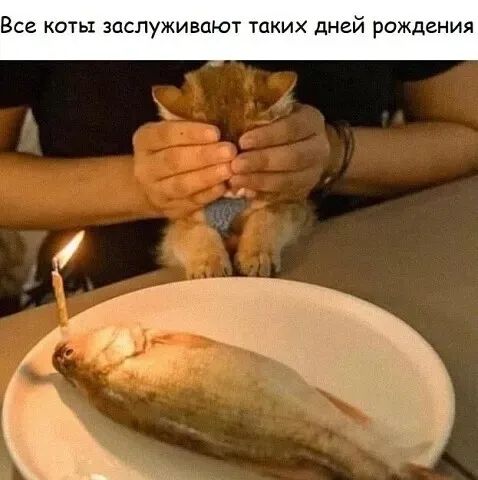 Все коты заслуживают таких дней рождения