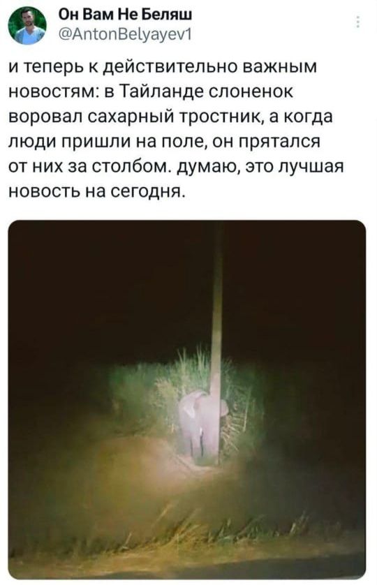 и теперь к действительно важным новостям: в Тайланде слоненок воровал сахарный тростник, а когда люди пришли на поле, он прятался от них за столбом. думаю, это лучшая новость на сегодня.