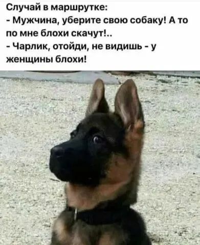 Случай в маршрутке:
- Мужчина, уберите свою собаку! А то по мне блохи скачут!..
- Чарлик, отоиди, не видишь - у женщины блохи!