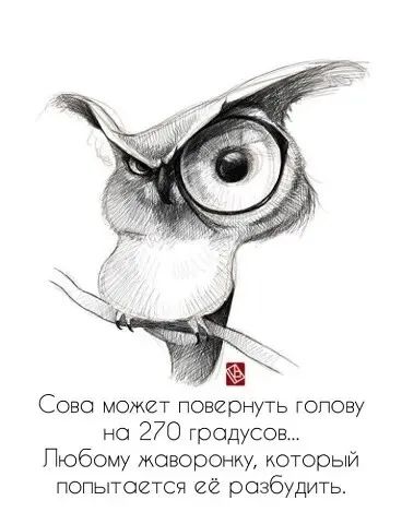 Сова может повернуть голову на 270 градусов... Любому жаворонку, который попробует её разбудить.
