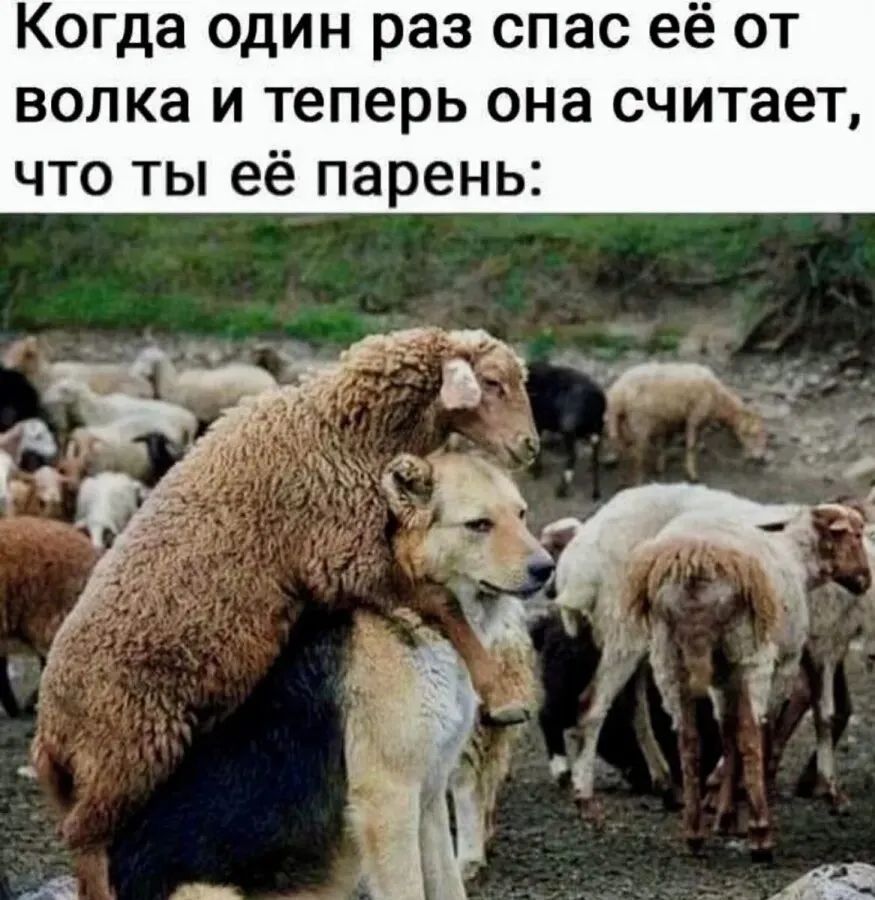 Когда один раз спас её от волка и теперь она считает, что ты её парень: