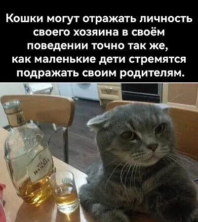 Кошки могут отражать личность своего хозяина в своём поведении точно так же, как маленькие дети стремятся подражать своим родителям.