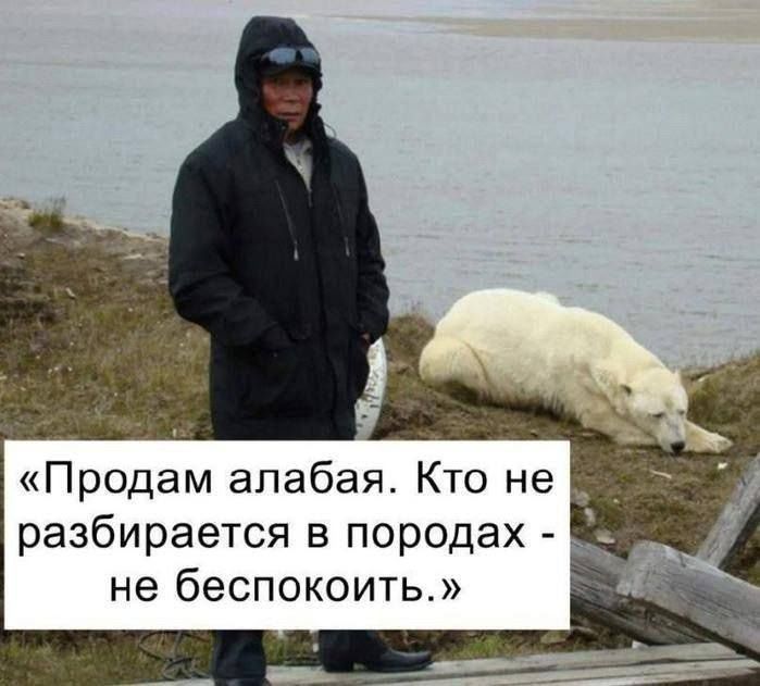 «Продам алабаЯ. Кто не разбирается в породах - не беспокоить.»