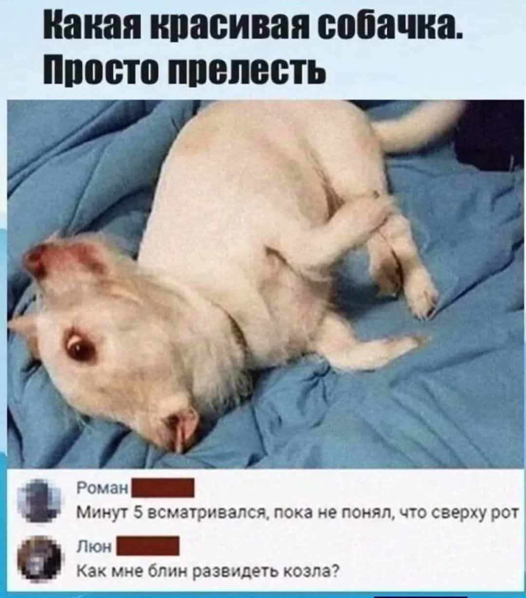 Какая красивая собачка. Просто прелесть
Минут 5 всматривался, пока не понял, что сверху рот
Как мне блин развидеть козла?