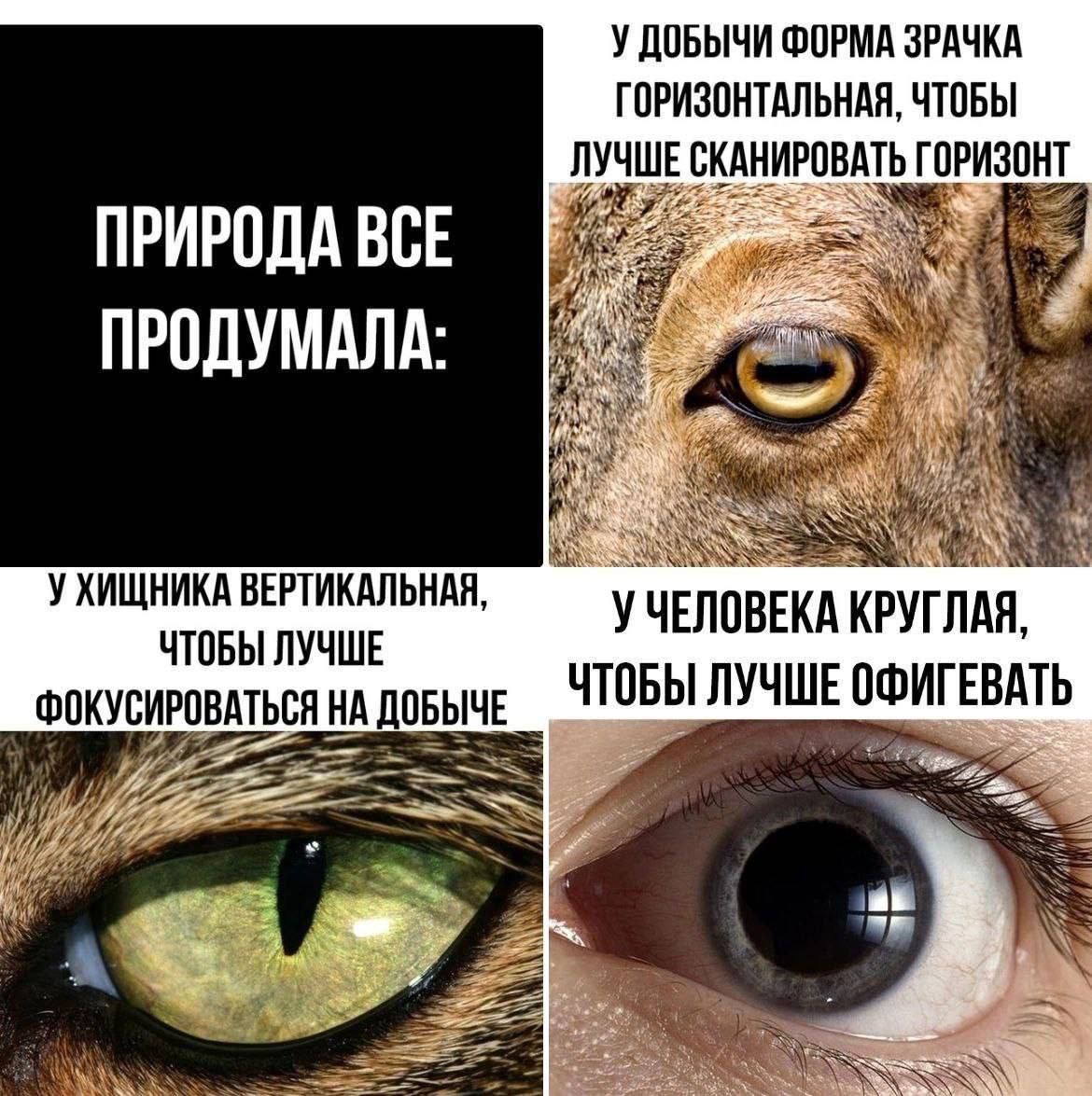 ПРИРОДА ВСЕ ПРОДУМАЛА: У добычи форма зрачка горизонтальная, чтобы лучше сканировать горизонт. У хищника вертикальная, чтобы лучше фокусироваться на добыче. У человека круглая, чтобы лучше офигевать.
