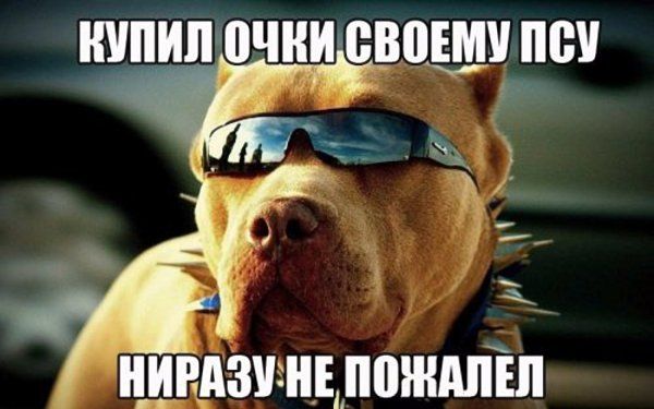 НППИЛФЧНИВВЦШ ПШ