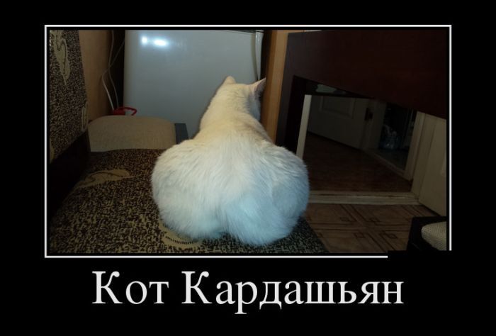 Кот Кардашьян