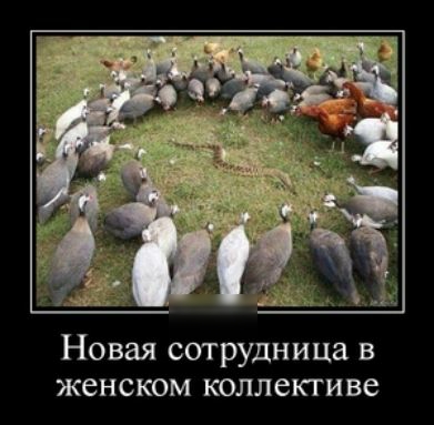 Новая сотрудница в женском коллекгиве