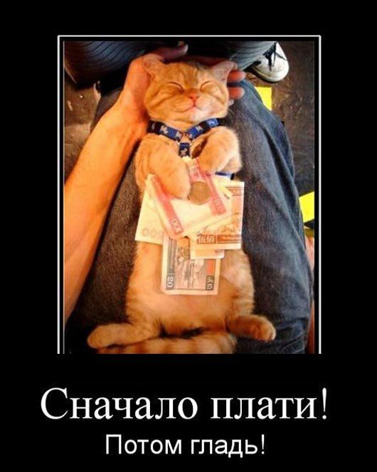Сначало плати Потом гладь