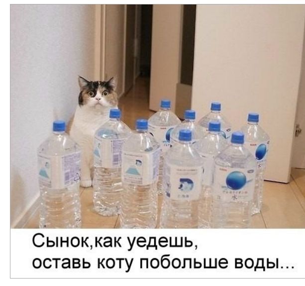 _ _ д 2 Сыноккак уедешь оставь коту побольше воды