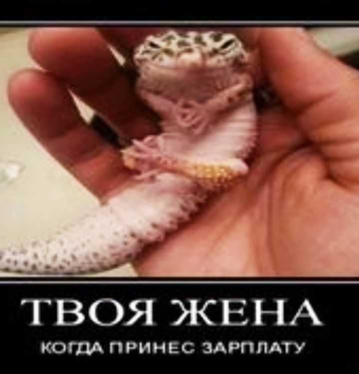 ТВОЯ ЖЕНА КОГ ПРИНЕС ЗАРПЛАТУ