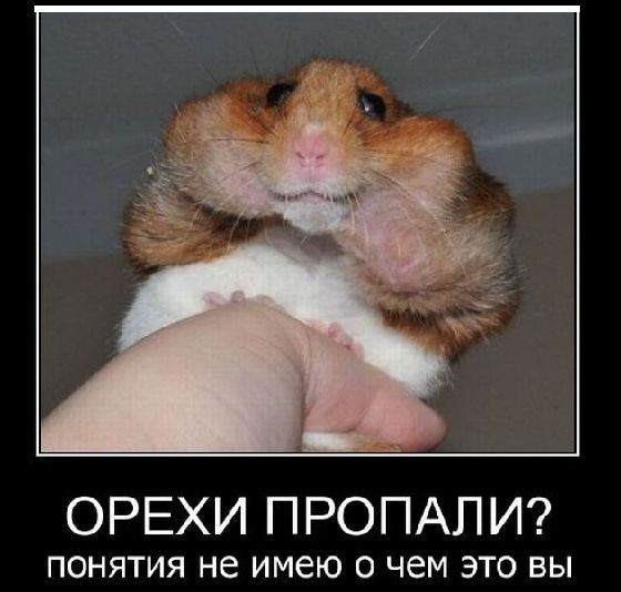 ОРЕХИ ПРОПАП И ПОНЯТИЯ не имею О чем ЭТО ВЫ