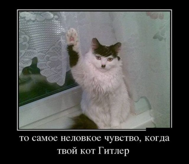 то самое неловкое чувство когда твой кот Гитлер
