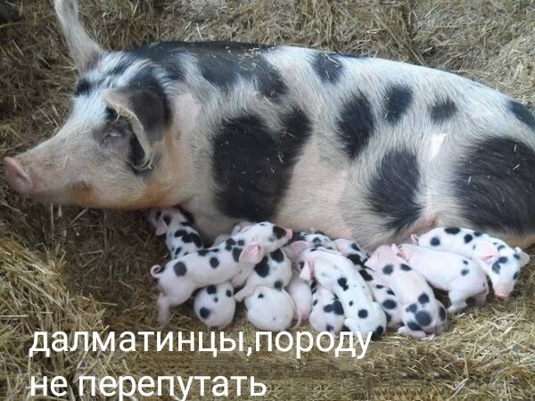 далматинцы пд неештать