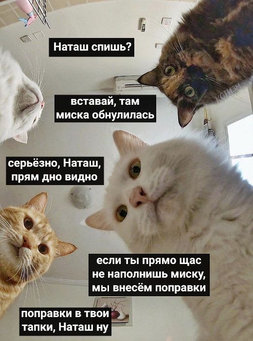 вставай там миска обнупипась ЕСЛИ ТЫ ПРЯМО щас не НЗПОЛНИШЬ МИСКУ МЬ несём ПОПРЗВКИ поправки в твои тапки Наташ ну серьёзно Наташ прям дно видна