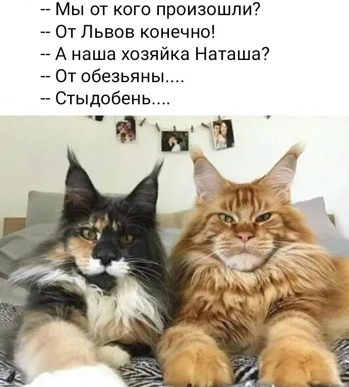 Мы от кого произошли От Львов конечно А наша хозяйка Наташа От обезьяны Стыдобень