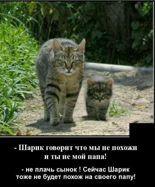 Шарик говорит что мы не похожи и ты не мой папа не плачь сынок Сейчас Шарик тоже не будет похож на своего папу