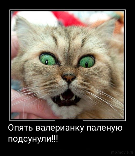 0 ять валерианку паленую подсунули