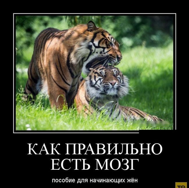 КАК ПРАВИЛЬНО ЕСТЬ МОЗГ пособие для начинающих жён __