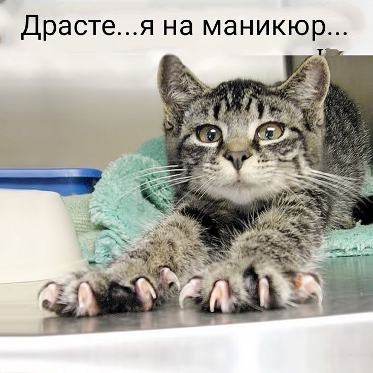 Я НЭ МЭНИКЮР Т
