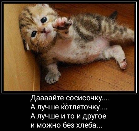 _ даааайте сосисочку А лучше котлеточку А лучше и то и другое и можно без хлеба