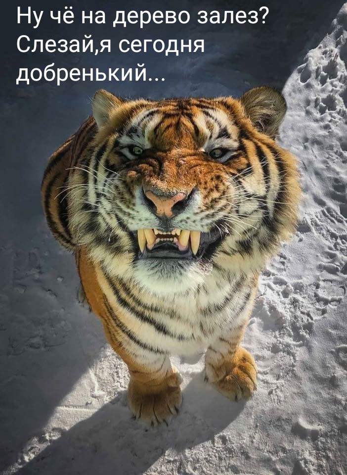 Ну чё на дерево залез Слезайя сегодня добренький