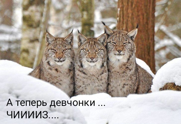 А еперь девчонки ЧИИИИЗ