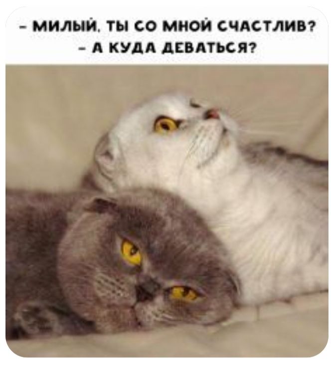 МИЛЫЙ ты 60 МНОЙ СЧАСТЛИВ А КУДА АЕВАТЪСЯ т А