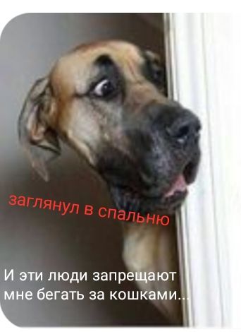 И эти люди запрещают мне бегать за кошками