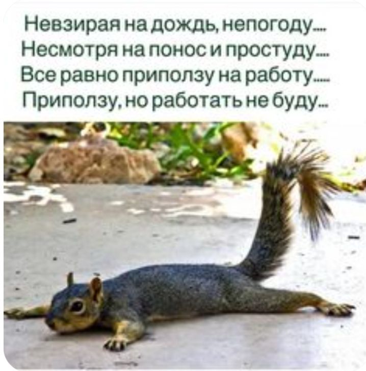 Невзирая на дождь непогоду Несмотря на понос и простуду Все равно припопзу на работу Приползу но работать не буду