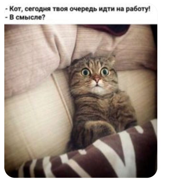 Кот оегодия твоя очередь идти на работу В смысле