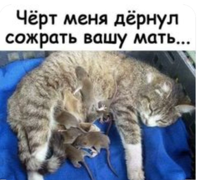 Чёрт меня дёрнул сожрать вашу мать