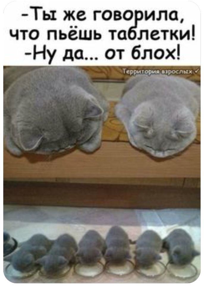 Тьх же гово ила что пьешь та летки Ну до от блох _ р