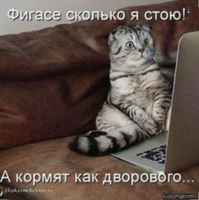 А кормят как дворо го в идт _ _ Ц