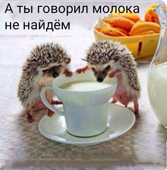 А ты говорил молока не найдём