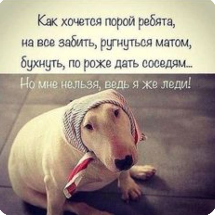 Как хочется порой ребята на все забить ругнуться матом бухнуть по рохе дать соседям Ногмне нельзя ведь я же леди