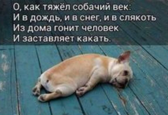 О как тяжёл собачий век и в дождь и в снег и в слякоть Из дома гонит человек И заставляет какать