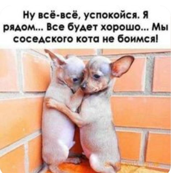Ну всё всё успокойся я рядом Все будет хорошо Мы соседского кото но боимся