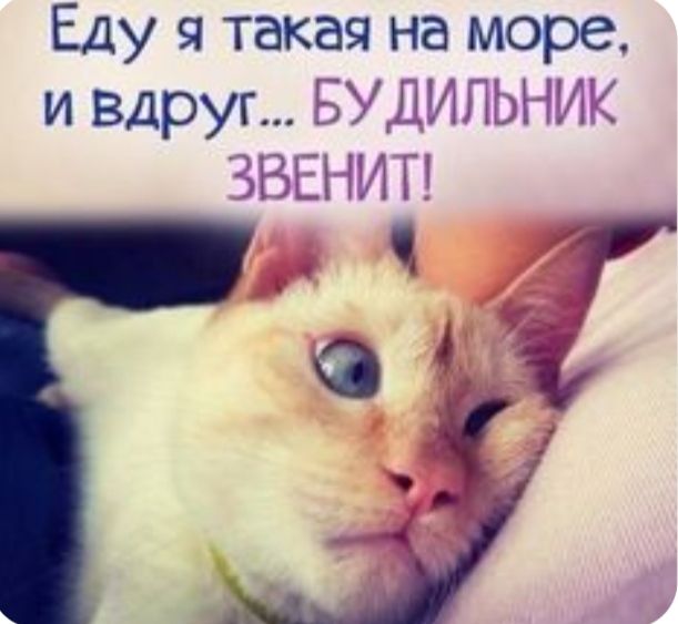 Еду такая на море и Вдруг БЪдгитпьнт авы М гт _7 031