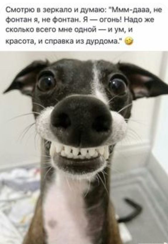 Смотрю в зеркало и думао МММ дааа не Фонтан я не фонтан Я _ огоиь Надо же сколько всего мне одной н ум и красоча и справка из дурдома