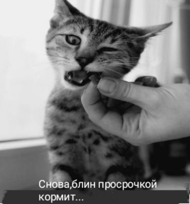 Садпин просрочкой_ кормит Ц