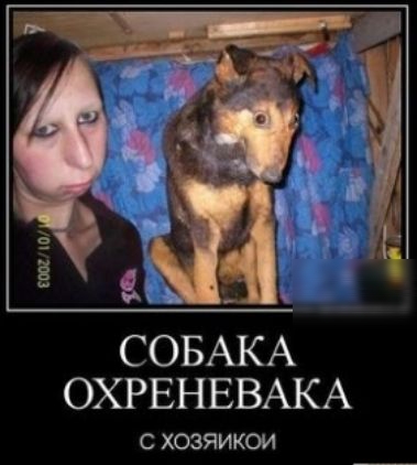 СОБАКА ОХРЕНЕВАКА С ХОЗЯИКОИ