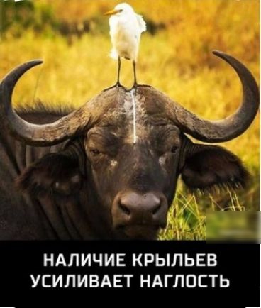 і НАЛИЧИЕ КРЫЛЬЕВ УЕИЛИВАЕТ НАГЛОСТЬ