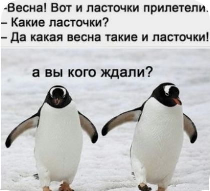 Весна Вот и ласточки прилетели Какие ласточки да какая весна такие и ласточки а вы кого ждали И БЧ